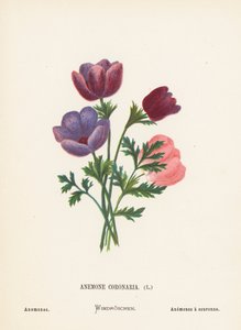 Wilde Bloemen van het Heilige Land: Anemone Coronaria; Anemonen