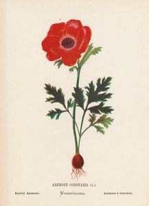 Wilde Bloemen van het Heilige Land: Anemone Coronaria; Scharlaken Anemoon