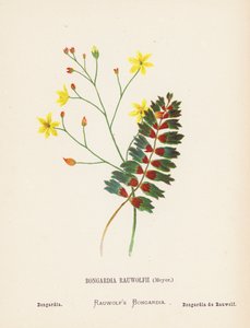 Wilde bloemen van het Heilige Land: Bongardia Rauwolfii, Meyer; Bongardia door Hannah Zeller