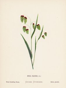 Wilde Bloemen van het Heilige Land: Briza Maxima; Grote Trilmot (gekleurde gravure)