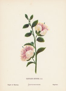 Wilde bloemen van het Heilige Land: Capparis Spinosa; Kappertjes of Hyssop door Hannah Zeller