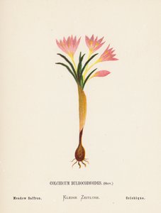 Wilde bloemen van het Heilige Land: Colchicum Bulbocodioides, Stev; Weide Saffraan