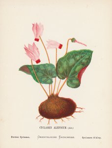 Wilde bloemen van het Heilige Land: Cyclamen Aleppicum, Ait; Perzische Cyclamen door Hannah Zeller