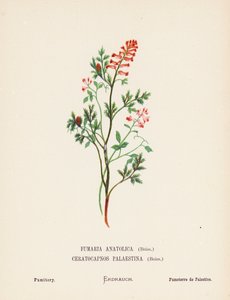 Wilde bloemen van het Heilige Land: Fumaria Anatolica, Boiss, Ceratocapnos Palaestina, Boiss; Duivenkervel door Hannah Zeller