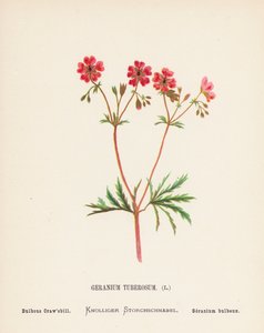 Wilde bloemen van het Heilige Land: Geranium Tuberosum; Bolvormige Kraanvogel door Hannah Zeller