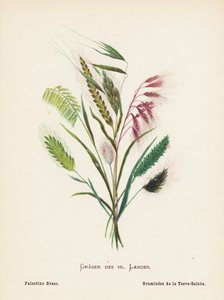 Wilde Bloemen van het Heilige Land: Graser des hl Landes; Palestina Gras door Hannah Zeller