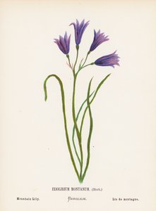 Wilde bloemen van het Heilige Land: Ixiolirium Montanum, kruid; berglelie door Hannah Zeller