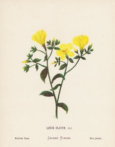 Wilde bloemen van het Heilige Land: Linum Flavum; Gele vlas (gekleurde gravure) door Hannah Zeller