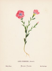 Wilde Bloemen van het Heilige Land: Linum Pubescens, Russell; Wilde Vlas