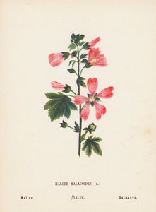 Wilde Bloemen van het Heilige Land: Malope Malacoides; Kaasjeskruid