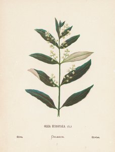 Wilde bloemen van het Heilige Land: Olea Europaea; Olijf door Hannah Zeller