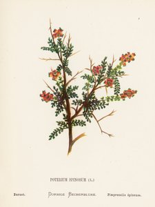 Wilde bloemen van het Heilige Land: Poterium Spinosum; Grote pimpernel door Hannah Zeller