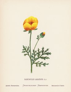 Wilde bloemen van het Heilige Land: Ranunculus Asiaticus; Aziatische Ranunculus door Hannah Zeller