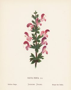 Wilde Bloemen van het Heilige Land: Salvia Indica; Indiase Salie (gekleurde gravure)