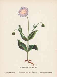 Wilde bloemen van het Heilige Land: Scabiosa Palaestina; Palestijnse Scabiosa (gekleurde gravure)