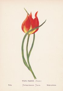 Wilde bloemen van het Heilige Land: Tulipa Praecox, Tenore; Tulp door Hannah Zeller