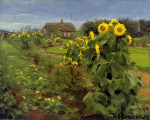 Zonnebloemenbloei