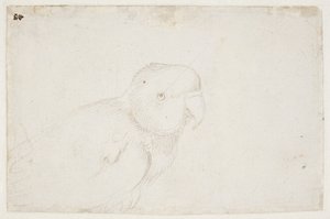 Parkiet door Hans Baldung Grien