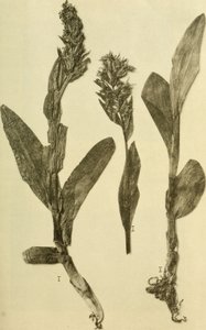 Annalen van het K.K. Museum van het Natuurhistorisch Hof (1914) (18196503932) door Hans Fleischmann