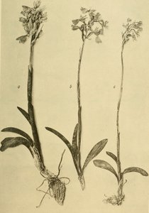 Annalen van het K.K. Museum van het Natuurhistorisch Hof (1914) (18201357971) door Hans Fleischmann