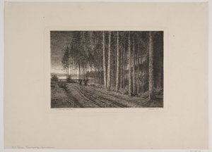 Regenachtige dag in het sparrenbos