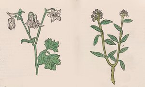 Herbarius - Gart der gesuntheit - Hortus sanitatis door Hans Schönsperger