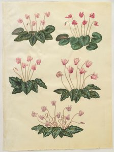 Cyclamen purprascens uit het album Gottorfer Codex, c.1650