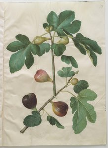 Ficus carica uit het album Gottorfer Codex, c.1650