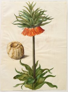 Fritilleria imperialis uit het album Gottorfer Codex, c.1650