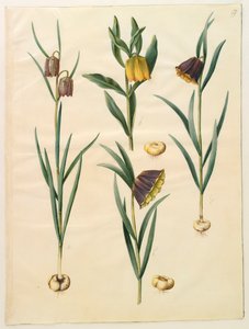 Fritilleria meleagris uit het album Gottorfer Codex, c.1650 door Hans Simon Holtzbecher