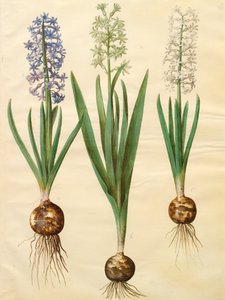 Hyacinthoides orientalis uit het album Gottorfer Codex, c.1650 door Hans Simon Holtzbecher