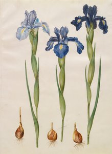 Iris xiphiodes uit het album Gottorfer Codex, c.1650 door Hans Simon Holtzbecher