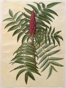 Rhus typhina uit het album Gottorfer Codex, ca. 1650