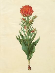 Tulipa gesneriana uit het album Gottorfer Codex, ca. 1650