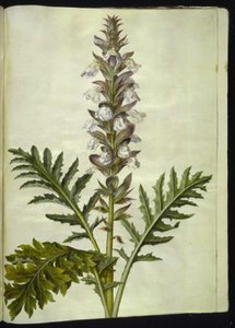 Acanthus hungaricus (Hongaarse acanthus) door Hans Simon Holtzbecker