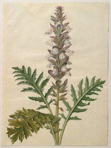 Acanthus mollis door Hans Simon Holtzbecker
