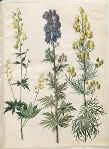 Aconitum lycoctonum (noordse monnikskap); Aconitum napellus (echte monnikskap); Aconitum anthora (fijnbladige monnikskap) door Hans Simon Holtzbecker
