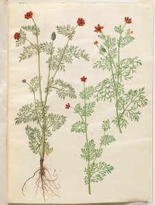 Adonis annua (herfst-adonis); Adonis aestivalis (zomer-adonis)