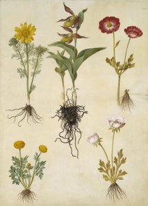 Adonis vernalis (voorjaarsadonis); Cypripedium calceolus (grote vrouwenschoen); Ranunculus asiaticus (tuinranonkel); Ranunculus (soort ranonkel) door Hans Simon Holtzbecker