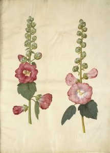 Alcea rosea (tuinstokroos)