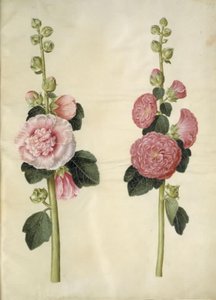 Alcea rosea (stokroos)