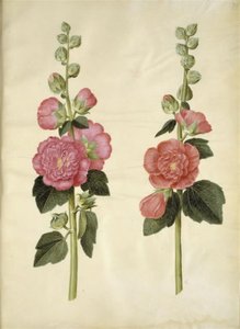 Alcea rosea (tuinstokroos) door Hans Simon Holtzbecker