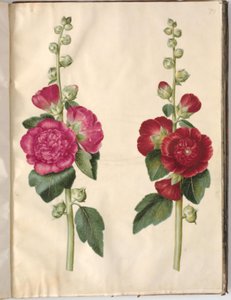 Alcea rosea (tuinstokroos)
