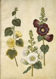 Alcea rosea (tuinstokroos)