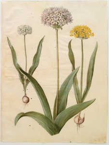 Allium moly (goud-ui); Allium nigrum (zwarte ui) door Hans Simon Holtzbecker