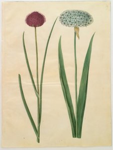Allium sphaerocephalon (Middellandse Zee sierui); Allium nigrum (zwarte ui) door Hans Simon Holtzbecker