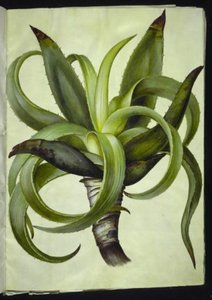 Aloë (aloë)