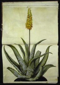 Aloë vera (geneeskrachtige aloë) door Hans Simon Holtzbecker