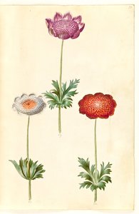 Anemone coronaria (Franse anemoon)