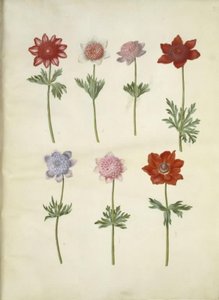 Anemone coronaria (kroonanemoon)